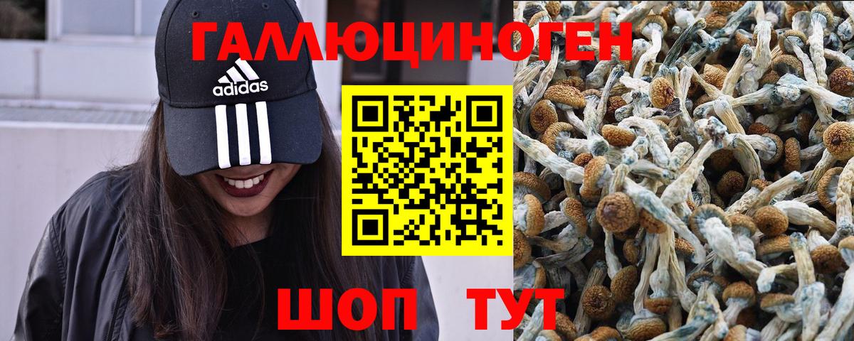 Псилоцибиновые грибы Psilocybe Карталы